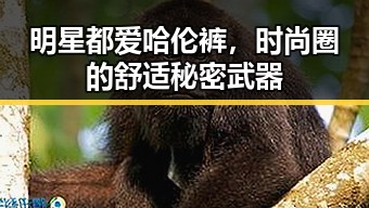 明星都爱哈伦裤，时尚圈的舒适秘密武器